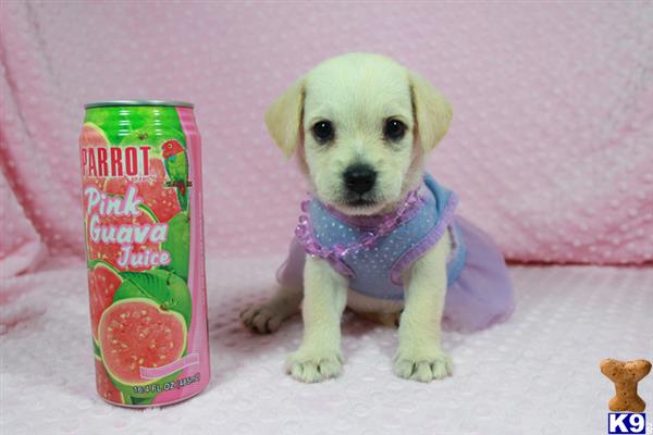 lvpuppyheaven Picture 2